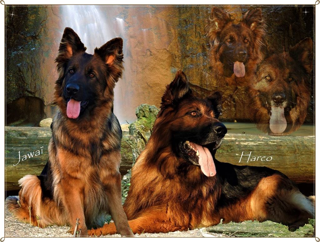 Accueil - Elevage De La Source Des Oréades - eleveur de chiens Berger